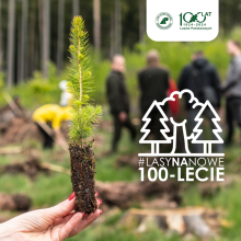 #LASYNANOWE 100-LECIE